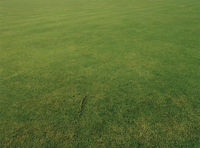 grass high for print 2